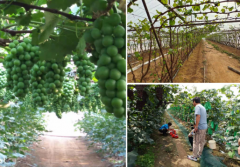 中國“水果之鄉、海蜇之鄉”蓋州市積極爭創國家現代農業產業園